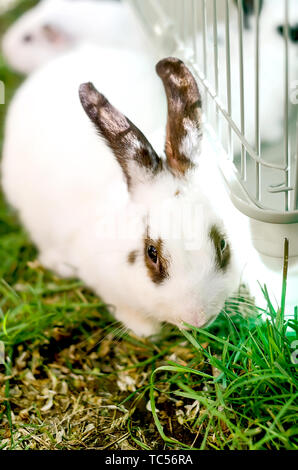 Cute nach Weisser Hase Bunny mit schwarzen Ohren und Ringe um die Augen sitzen liegen auf einem Gras Stockfoto