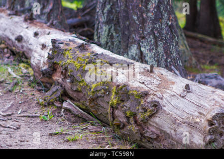 Einen toten Baum fällt auf das Gras eine natürliche Sitzbank am Kanasanaren Ranch im Sommer zu bilden Stockfoto