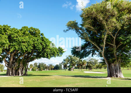 Miami Beach, Florida, Normandy Shores, öffentlicher Golfplatz, banyan Stragler Feigenbäume, Wurzeln von Propellerrosten, FL190228007 Stockfoto