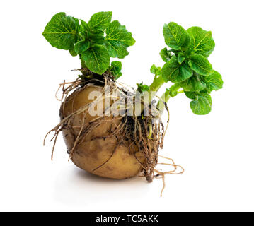 Kartoffelknolle mit neuen grünen Sprossen isoliert auf Weiss. Bereit zu pflanzen. Stockfoto