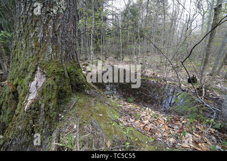 Base von einem großen Baum vor einem vernal Pool und ein Sortiment von unterwuchs Wachstum Stockfoto