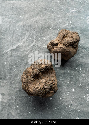 Teure seltene schwarze Trüffel Pilz auf grauen Hintergrund. Vertikale. Schwarze Trüffeln Ansicht von oben mit der Kopie Platz für Text oder Design. Stockfoto