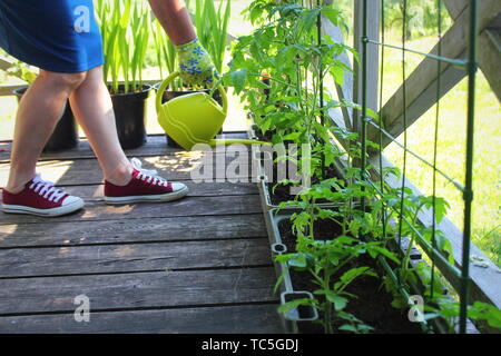 Frauen Gärtner Bewässerung von Pflanzen. Container Gemüse im Garten arbeiten. Gemüsegarten auf Terrasse. Blume, Tomaten wachsen im Container. Stockfoto