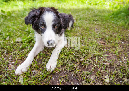 Lustige Outdoor Portrait von niedlichen smilling Welpe Hund Border Collie liegend auf grünem Rasen im Park oder Garten Hintergrund. Neue schöne Mitglied der Fami Stockfoto