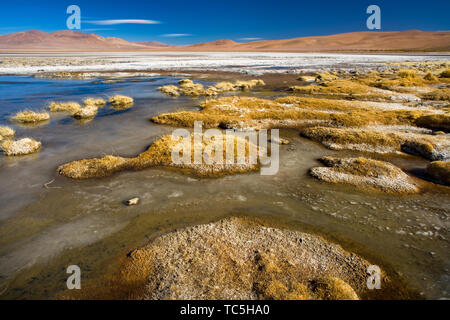 Gefrorenes Wasser am Ufer des Salar del Quisquiro im Altiplano auf einer Höhe von 4150 m, Atacama-wüste, Antofagasta Region, Chile, Südamerika Stockfoto