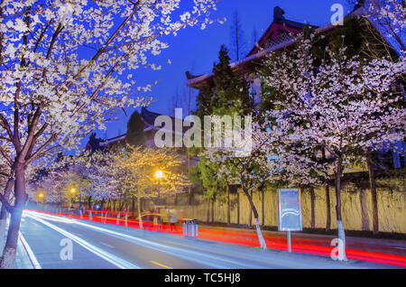 Nachtansicht von Cherry Blossom Avenue, jiming Tempel, Nanjing Stockfoto