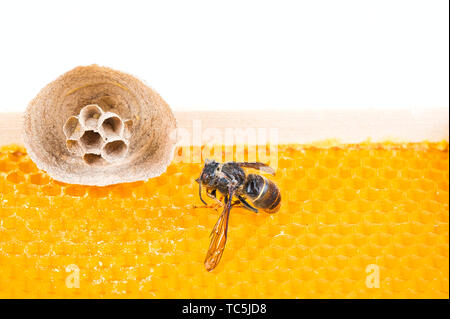 Makro Bild der Asiatische Hornissen beginnen von Nest auf einer neuen gelben Rahmen der Bienenstock, mit einer Hornet, das Nest. Sie sind verantwortlich für den Tod der Bienen Stockfoto