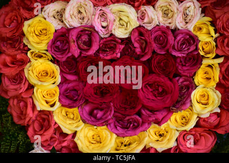 Schöne Rosen in Rot, Weiß und Rosa gemischte Blumen Stockfoto