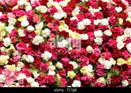Schöne Rosen in Rot, Weiß und Rosa gemischte Blumen Stockfoto