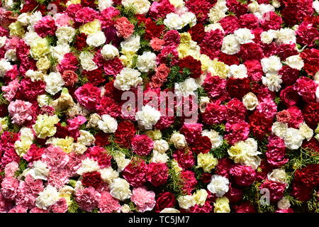 Schöne Rosen in Rot, Weiß und Rosa gemischte Blumen Stockfoto