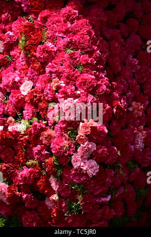 Schöne Rosen in Rot, Weiß und Rosa gemischte Blumen Stockfoto