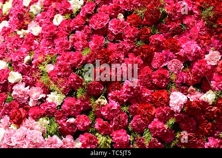 Schöne Rosen in Rot, Weiß und Rosa gemischte Blumen Stockfoto