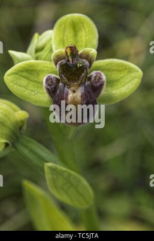 Hummel Orchidee Ophrys bombyliflora Stockfoto