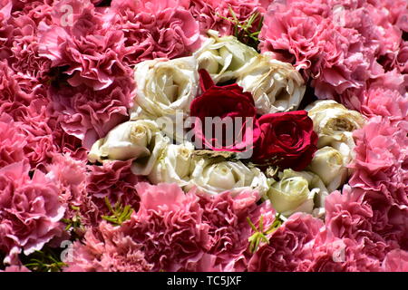 Schöne Rosen in Rot, Weiß und Rosa gemischte Blumen Stockfoto