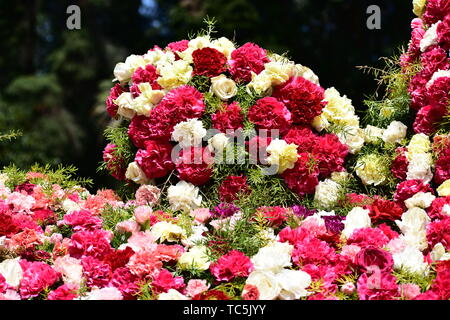 Schöne Rosen in Rot, Weiß und Rosa gemischte Blumen Stockfoto