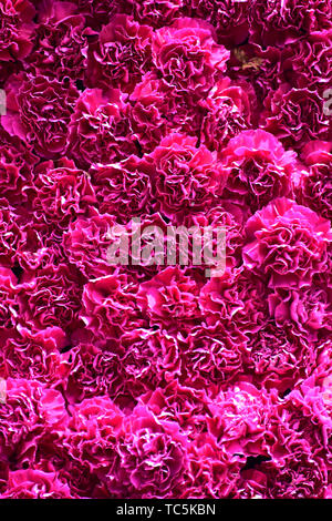 Schöne Rosen in Rot, Weiß und Rosa gemischte Blumen Stockfoto