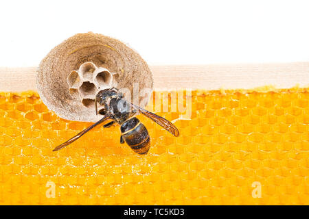 Makro Bild der Asiatische Hornissen beginnen von Nest auf einer neuen gelben Rahmen der Bienenstock, mit einer Hornet, das Nest. Sie sind verantwortlich für den Tod der Bienen Stockfoto