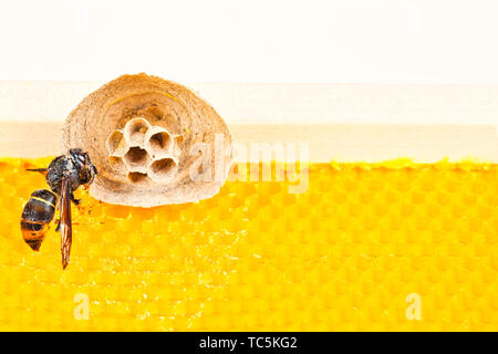 Makro Bild der Asiatische Hornissen beginnen von Nest auf einer neuen gelben Rahmen der Bienenstock, mit einer Hornet, das Nest. Sie sind verantwortlich für den Tod der Bienen Stockfoto