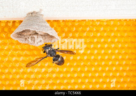 Makro Bild der Asiatische Hornissen beginnen von Nest auf einer neuen gelben Rahmen der Bienenstock, mit einer Hornet, das Nest. Sie sind verantwortlich für den Tod der Bienen Stockfoto