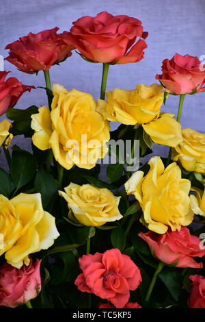 Schöne Rosen in Rot, Weiß und Rosa gemischte Blumen Stockfoto