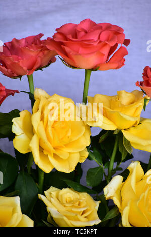 Schöne Rosen in Rot, Weiß und Rosa gemischte Blumen Stockfoto