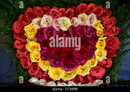 Schöne Rosen in Rot, Weiß und Rosa gemischte Blumen Stockfoto