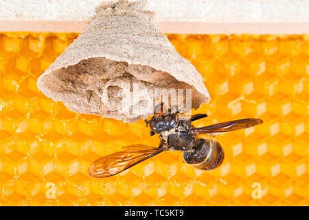 Makro Bild der Asiatische Hornissen beginnen von Nest auf einer neuen gelben Rahmen der Bienenstock, mit einer Hornet, das Nest. Sie sind verantwortlich für den Tod der Bienen Stockfoto