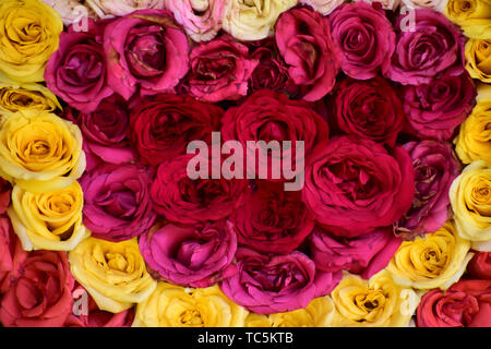Schöne Rosen in Rot, Weiß und Rosa gemischte Blumen Stockfoto