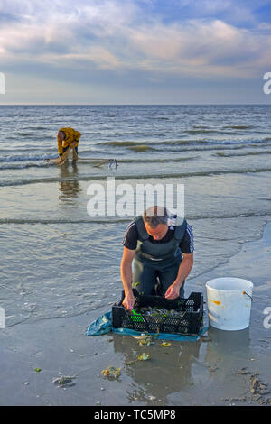 Shrimpers Sortierung Fang von Garnelen drag net/fahndung am Strand entlang der Nordseeküste bei Dämmerung gefangen Stockfoto