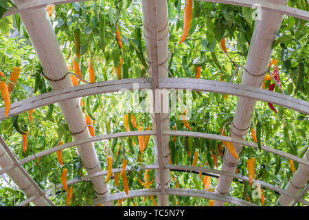 Drei-dimensionale Anpflanzung von Chili peppers, in Shandong Qingdao Gemüse Expo gefilmt. Stockfoto