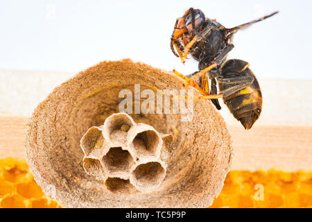 Makro Bild der Asiatische Hornissen beginnen von Nest auf einer neuen gelben Rahmen der Bienenstock, mit einer Hornet, das Nest. Sie sind verantwortlich für den Tod der Bienen Stockfoto