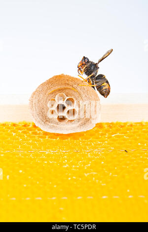 Makro Bild der Asiatische Hornissen beginnen von Nest auf einer neuen gelben Rahmen der Bienenstock, mit einer Hornet, das Nest. Sie sind verantwortlich für den Tod der Bienen Stockfoto