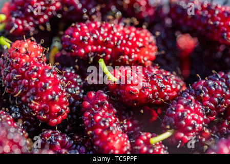 Frische reife mullberries Nahaufnahme für Hintergrund Stockfoto