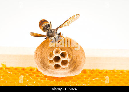 Makro Bild der Asiatische Hornissen beginnen von Nest auf einer neuen gelben Rahmen der Bienenstock, mit einer Hornet, das Nest. Sie sind verantwortlich für den Tod der Bienen Stockfoto