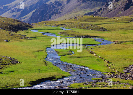 Die Sonne verschwand in den Canyon, und die Herden wurden langsam auf dem Weg zum Kreis der Schafe unter dem Berg. Stockfoto