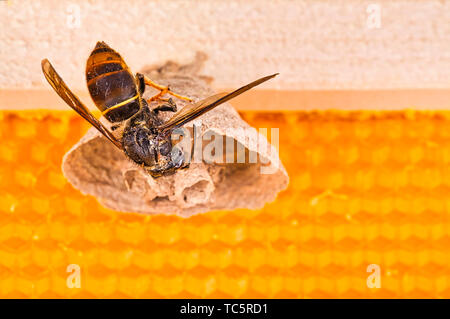 Makro Bild der Asiatische Hornissen beginnen von Nest auf einer neuen gelben Rahmen der Bienenstock, mit einer Hornet, das Nest. Sie sind verantwortlich für den Tod der Bienen Stockfoto