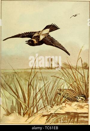 Gravur der Bobolink Vögel, aus dem Buch "Vogel - Leben, ein Leitfaden für die Untersuchung von unserem gemeinsamen Vögel' von Frank Michler Chapman und Ernest Thompson Seton, 1898. Mit freundlicher Genehmigung Internet Archive. ()
