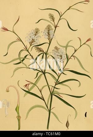Gravur der Kiefer-leaved Lobelia (Lobelia pinifolia), aus dem Buch "das Repository des Botaniker, für neue und seltene Pflanzen" von Henry Charles Andrews, 1797. Mit freundlicher Genehmigung Internet Archive. () Stockfoto