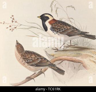 Zeichnung des Hauses Spatzen (Passer domesticus) ist ein Vogel aus der Familie Gelbhalsmaus, erwachsene Männer und Frauen, 1837. Mit freundlicher Genehmigung Internet Archive. () Stockfoto