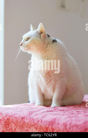 Eine Katze sitzt auf einem Teppich. Stockfoto