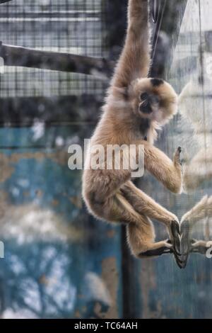 Alles wiederbelebt, und die Tiere im Zoo führte im Frühjahr. Stockfoto