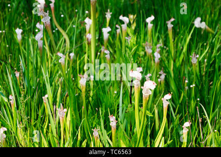 Weiß gekrönt Krug Pflanzen in den Wochen Bucht Kannenpflanze Moor in der Nähe von Magnolia Springs, Alabama. Stockfoto