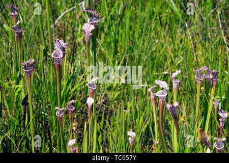 Weiß gekrönt Krug Pflanzen in den Wochen Bucht Kannenpflanze Moor in der Nähe von Magnolia Springs, Alabama. Stockfoto