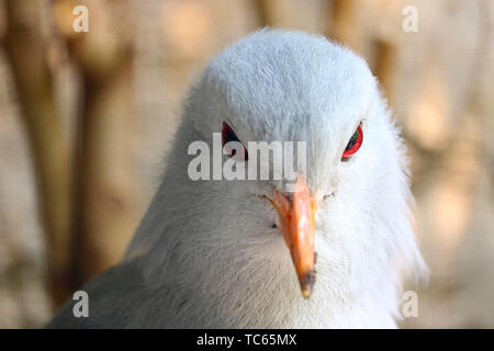 Kopf einer seltenen und gefährdeten kagu (rhynochetos jubatus) in der Vorderansicht Stockfoto