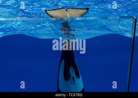 Haichang Ocean Park orca Performance in Shanghai. Stockfoto