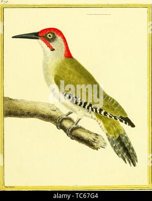 Eingravierte Zeichnung der Europäischen Grünspecht (Picus viridis), aus dem Buch "Planches Enluminees Dhistoire naturelle" von Francois Nicolas, Louis Jean Marie Daubenton und Edme-Louis Daubenton, 1765. Mit freundlicher Genehmigung Internet Archive. () Stockfoto