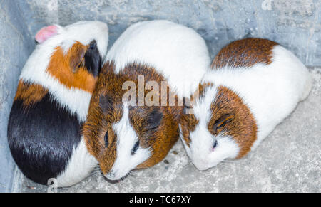 Drei Meerschweinchen in der Ecke ausruhen. Stockfoto