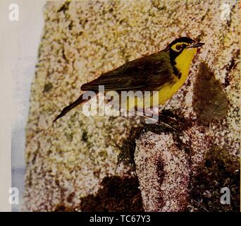 Eingravierte Zeichnung des Kentucky Warbler (Geothlypis formosa), aus dem Buch "Vögel und Natur in natürlichen Farben" von A.W, 1913. Mumford. Mit freundlicher Genehmigung Internet Archive. () Stockfoto