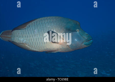 Napoleon Fische (Cheilinus undulatus), Rangiroa Atoll, Französisch Polynesien. Stockfoto