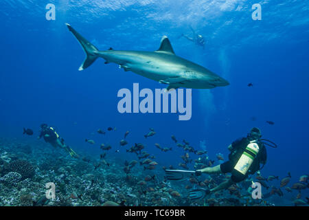 Silvertip shark Carcharhinus albimarginatus) in Avatoru Pass, Rangiroa Atoll. Stockfoto